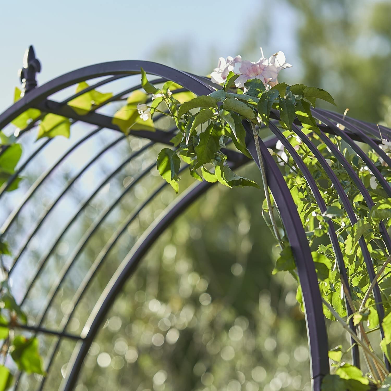 Arco da giardino Skyrose