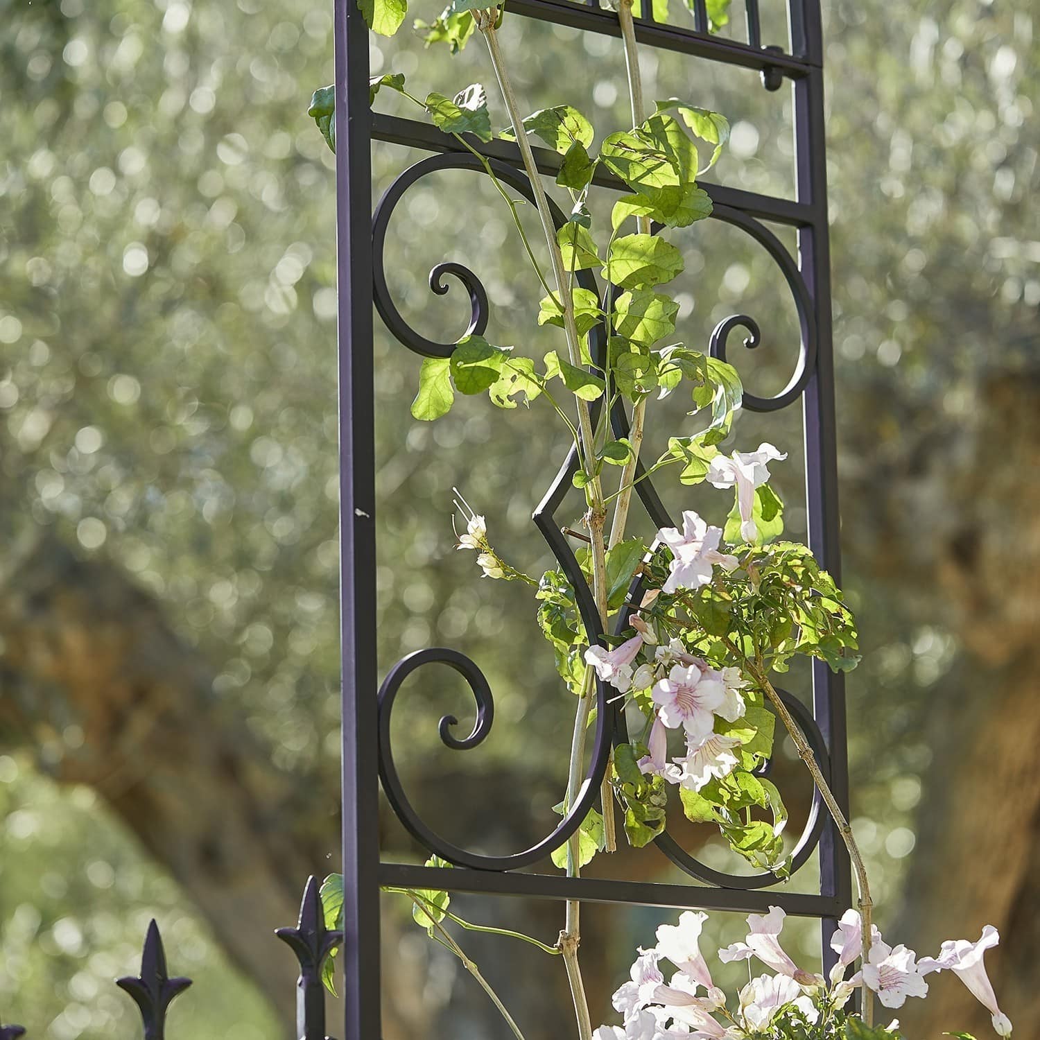 Arco da giardino Skyrose